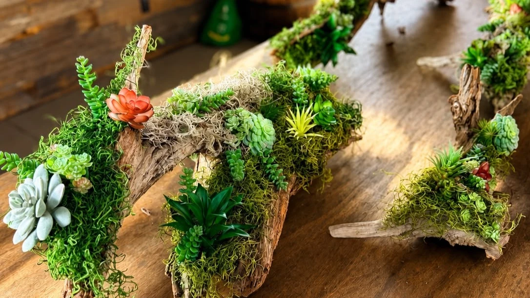 Close-up of a driftwood succulent arrangement with a cocktail